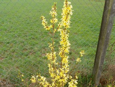 forsythia Lemon Supreme