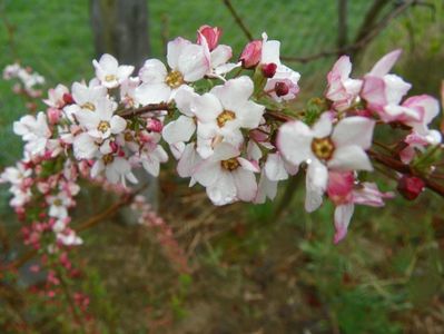 spiraea Fujino Pink