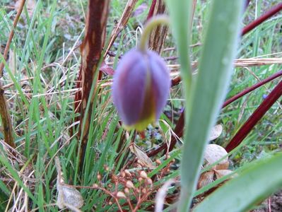 fritillaria uva vulpis