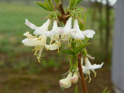 lonicera fragrantissima