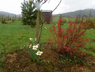 narcise Barrett Browning si spiraea Firelight