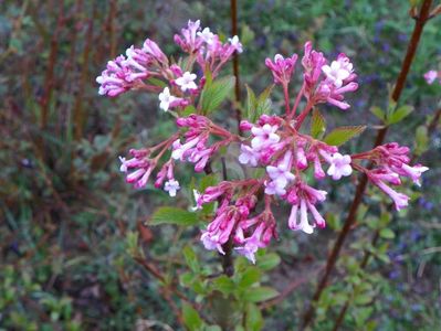 viburnum bodnantense Dawn