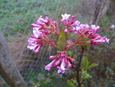 viburnum bodnantense Dawn