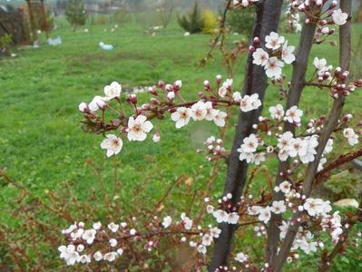 prunus cerasifera Trailblazer