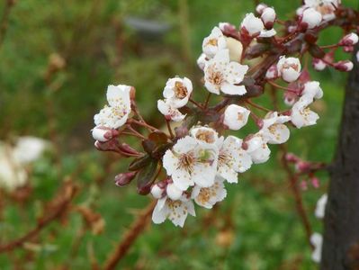 prunus cerasifera Trailblazer