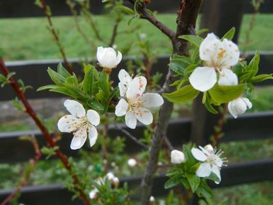 prunus spinosa?