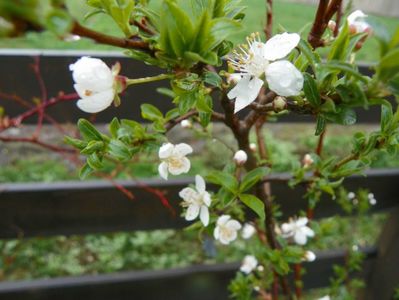 prunus spinosa?