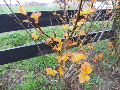 physocarpus Amber Jubilee