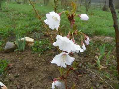 prunus nipponica Brilliant