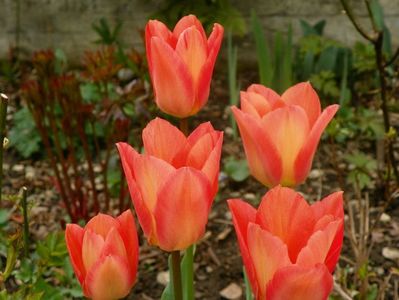 13 apr (29)