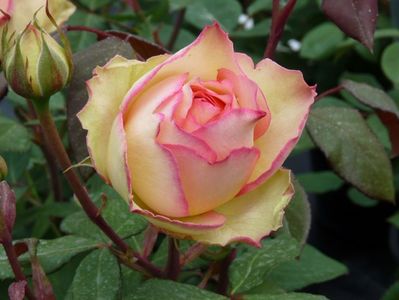 Trandafir Jalitah 17 lei usor parfumat; Inaltime la maturitate 0,6-0.9 m
Flori mari batute 10-14 cm multicolor,usor parfumat

