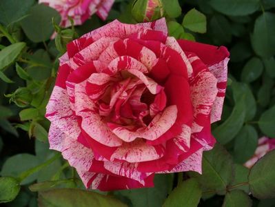 Trandafir Papageno 25 lei - usor parfumat; Inaltimea la maturitate 0,8-1 m
Flori mari 10 cm, usor parfumat
