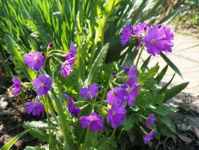 primula sieboldii
