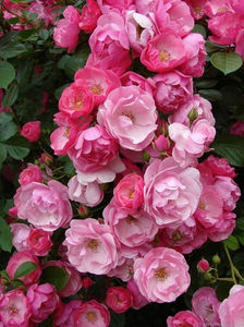 Angela (urcator) 70; Culoare roz intens puternic, roz strălucitor
Perioada de înflorire repeta înflorirea
De obicei de creștere erect, vertical
