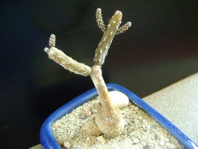 Pterocactus tuberosus