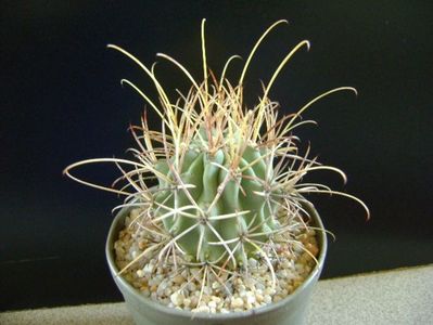 Glandulicactus wrightii, JM136 Marathon, Tx