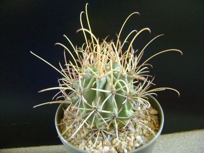 Glandulicactus wrightii, JM136 Marathon, Tx