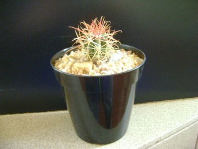 Ferocactus gracilis v. coloratus