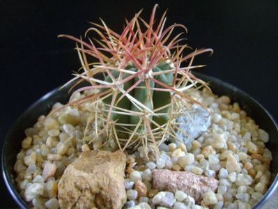 Ferocactus gracilis v. coloratus