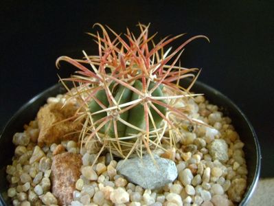 Ferocactus gracilis v. coloratus