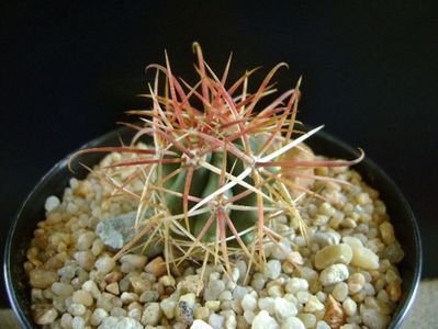 Ferocactus gracilis v. coloratus