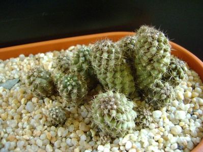 Copiapoa humilis (colonie)