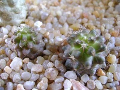 Copiapoa minima