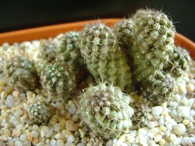 Copiapoa humilis (colonie)