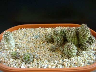 Grup de Copiapoa; Copiapoa humilis (colonie)
Copiapoa humilis ssp. tenuissima
Copiapoa minima
