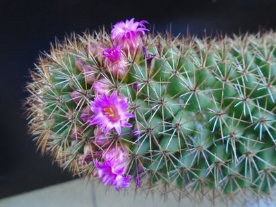 Mammillaria backebergiana