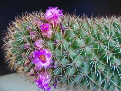 Mammillaria backebergiana