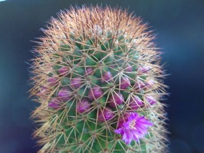 Mammillaria backebergiana