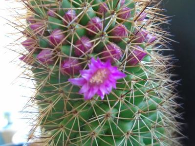 Mammillaria backebergiana