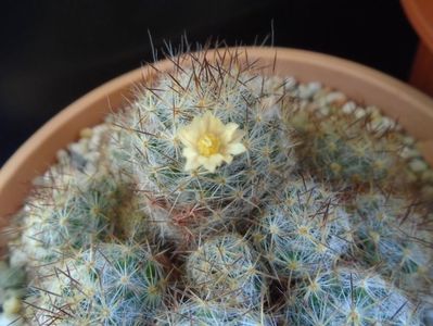 Mammillaria prolifera ssp. texana