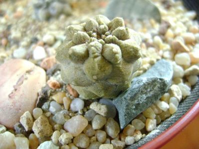 Copiapoa hypogaea cv. Lizard Skin