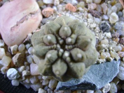 Copiapoa hypogaea cv. Lizard Skin