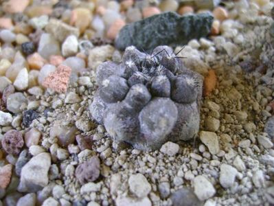 Copiapoa bridgesii