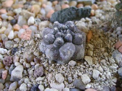 Copiapoa bridgesii