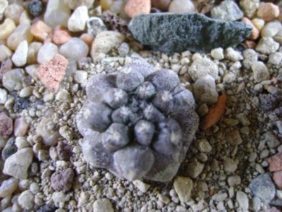 Copiapoa bridgesii