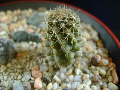 Copiapoa minima, Totoral Bajo, Ch.