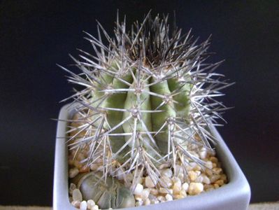 Copiapoa calderana