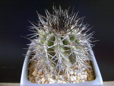 Copiapoa calderana