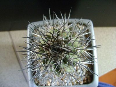 Copiapoa calderana