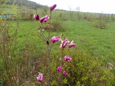 magnolia Leonard Messel