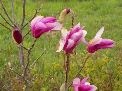 magnolia Leonard Messel