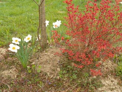 narcise Barrett Browning, Accent si spiraea Firelight