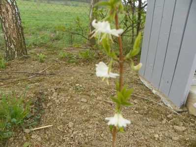 lonicera fragrantissima