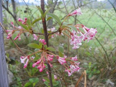 viburnum bodnantense Dawn