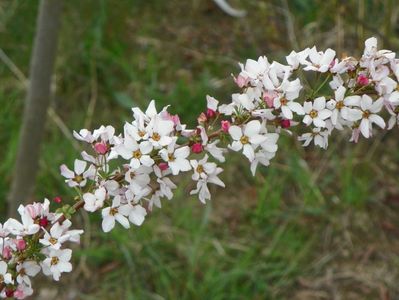 spiraea Fujino Pink