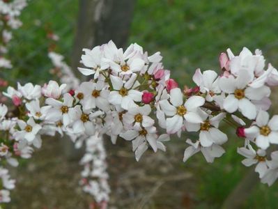 spiraea Fujino Pink